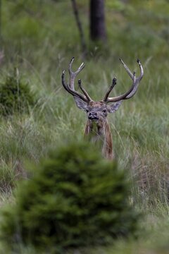 The red deer (Cervus elaphus) has just stuck the tips of its antlers into the mud of a wallow when it catches wind of me and disappears into the forest seconds later, wallow, mud bath, rutting season, deer rut, September, Denmark