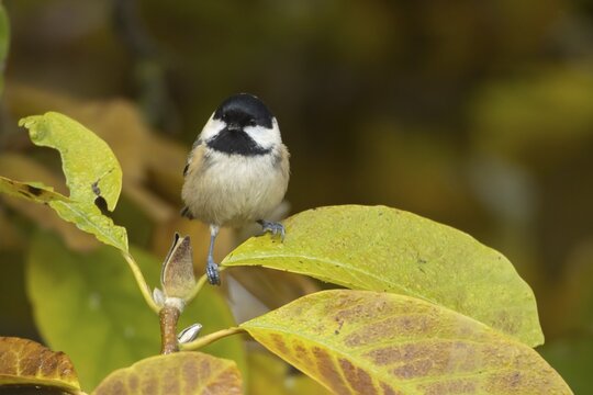 Coal tit (Periparus ater) adult garden bird in a Magnolia tree with autumn colour leaves, Suffolk, England, United Kingdom