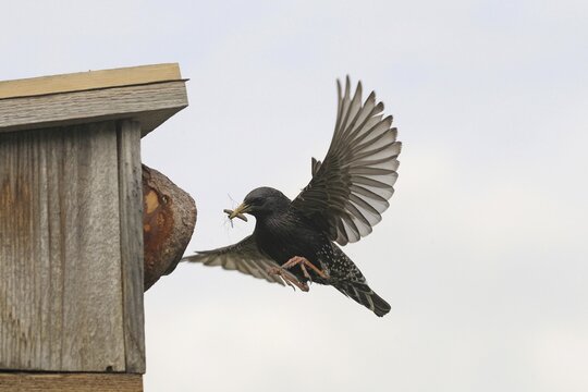 Starling (Sturnus vulgaris) flies to the nesting box in the garden with food, Allg&auml;u, Bavaria, Germany, Allg&auml;u, Bavaria, Germany