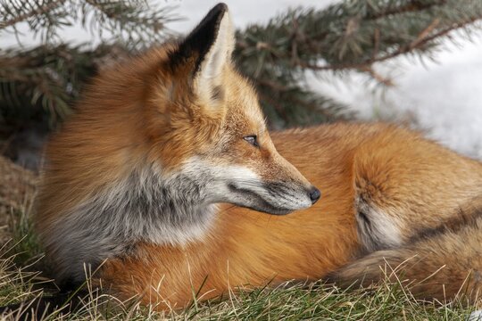 Red fox (vulpes vulpes) sitting on grass and watching. Montreal botanical garden, province of Quebec, Canada