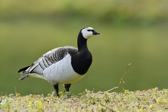 White-fronted goose or barnacle goose (Branta leucopsis), North Rhine-Westphalia, Germany