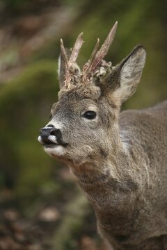 European roe deer (Capreolus capreolus) buck portrait, in winter coat with partially swept velvet antlers, Allg&auml;u, Bavaria, Germany