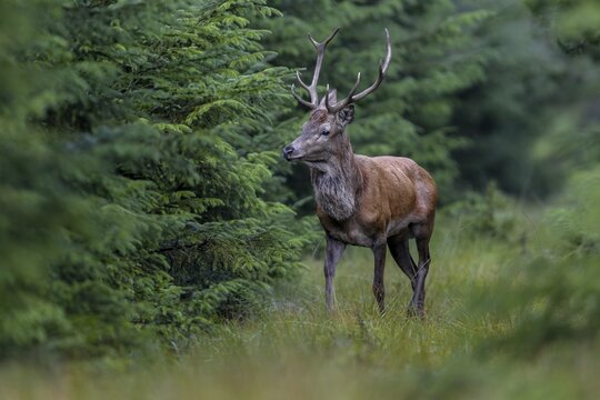 In focus, a red deer (Cervus elaphus) crosses a forest aisle, rutting season, September, Denmark
