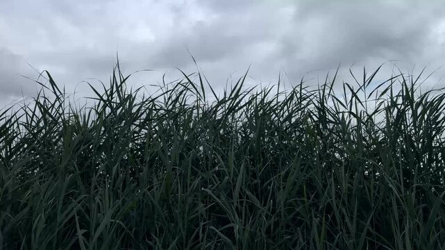 Moody nature video of green common reeds moving gently in the breeze under a cloudy gray sky