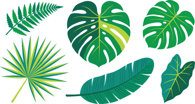 Tropical Leaf Vector Illustration Set with Monstera Palm Fern Banana and Caladium Leaves for Summer Backgrounds and Botanical Graphic Design Layouts