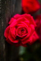 Naklejka premium Garden, summer, close-up, roses, pine, flowers, leaves, macro.