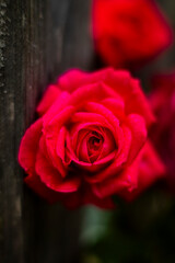 Naklejka premium Garden, summer, close-up, roses, pine, flowers, leaves, macro.