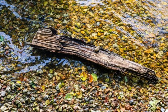 Driftwood resting in clear stream water with pebbles