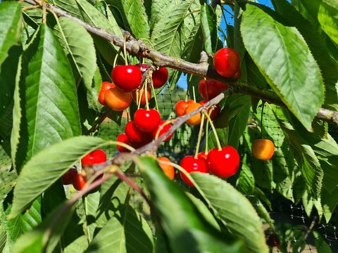 Red ripe cherries growing on tree branch with protective netting