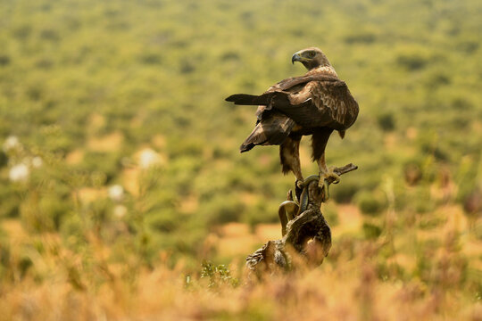 aguila real con culebra bastarda