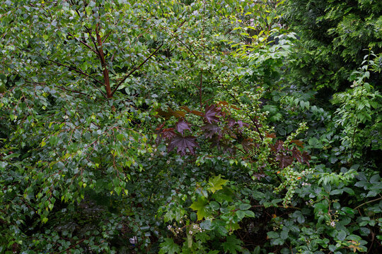 Glistening wet birch and maple leaves among lush green forest foliage thriving in Moray, Scotland, after refreshing rain