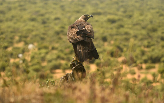 aguila real con culebra bastarda