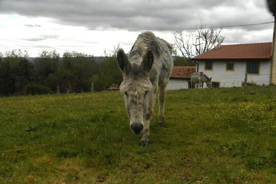 burros en la pradera en el pueblo
