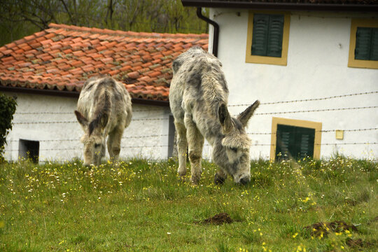 burros en la pradera en el pueblo