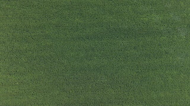 Drone Flying Low Over Cornfield Rows in Lancaster Texas