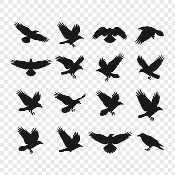 Collection of crow and raven bird silhouettes in various flight poses