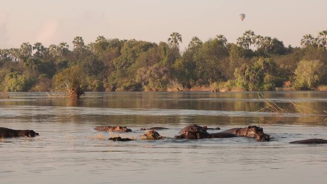 hippos and sunrise  on the Zambezi River, Zambia, Africa