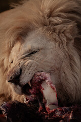 Rare white lions  © Mark Butler 