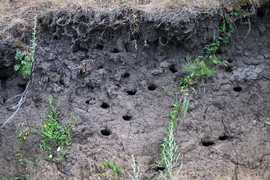 A natural dirt bank reveals distinct layers of soil and features numerous burrowed holes that serve as an active nesting colony for wild birds like sand martins or bee-eaters.