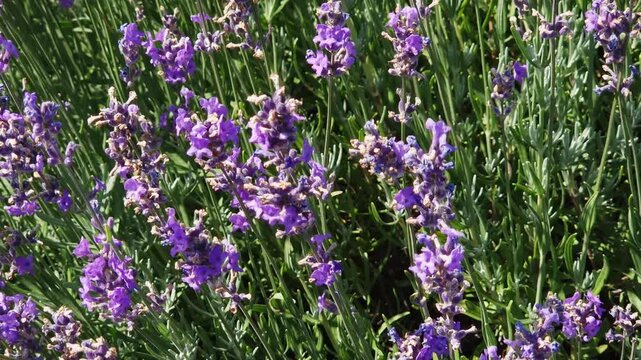 Stems of blooming lavender on field close-up in sunny