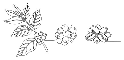 Coffee plant branch with berries and roasted beans in continuous line drawing style © Alicja
