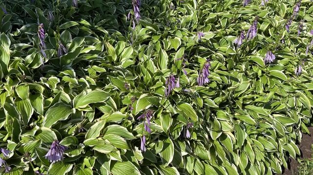 Flowering bushes of the hosta. Hosta flowers
