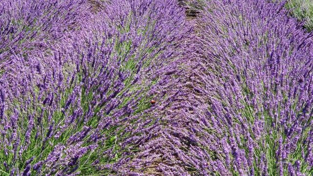 Winding rows of blooming lavender on field at sunny day