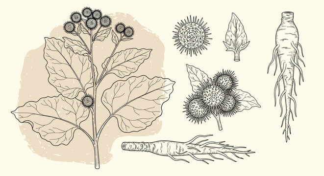 Detailed vintage engraving botanical illustration of burdock plant elements including roots leaves and hook burrs.