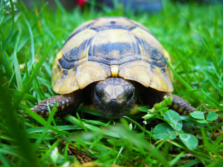 Obraz premium Ground-level close-up of a turtle walking through lush green grass in natural daylight. Sharp focus on the face and shell with a soft blurred background, capturing peaceful wildlife in motion.