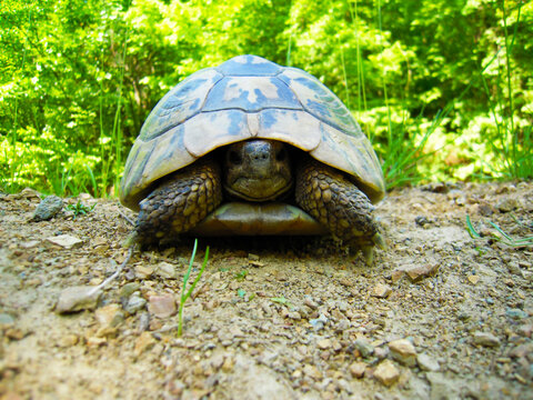 Close-up, ground-level portrait of a turtle partially withdrawn into its shell in a sunlit woodland setting. Natural light highlights textured scales and shell patterns with a soft blurred background.