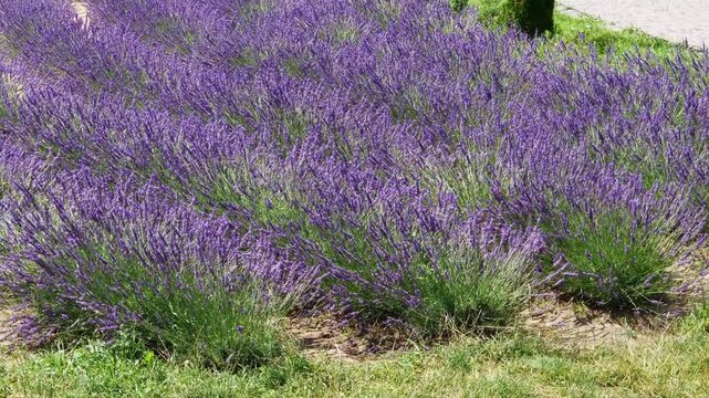 Winding rows of blooming lavender on field at sunny day
