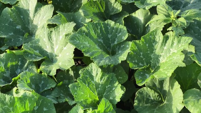 Spotted leaves of marrows on a field in sunny morning