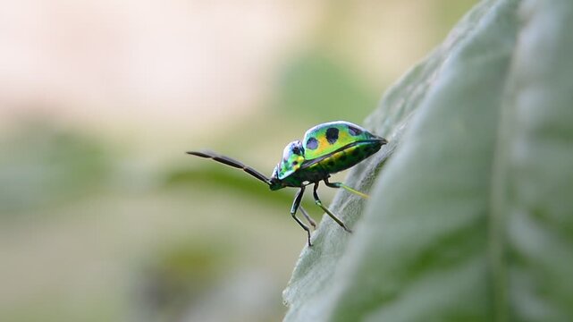 green bug on a leaf