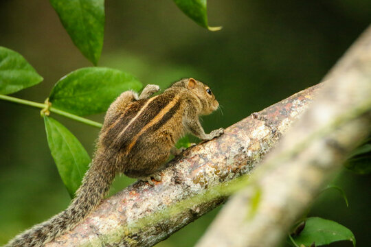  Indian Palm Squirrel (Funambulus palmarum) in action, which has three prominent pale stripes on its back, from srilanka