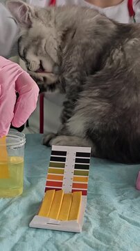 Cat interacts with color strips during simple test at home, highlighting curious behavior and playful moments