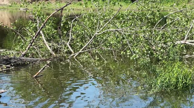 Tree in water after gnawed and felled by beavers