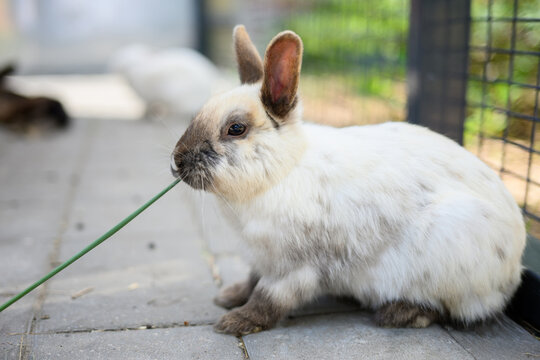 Detailed portrait of a fluffy rabbit chewing a green blade of grass, demonstrating natural lagomorph feeding habits, rodent dental care, proper animal husbandry and organic pet food marketing concept