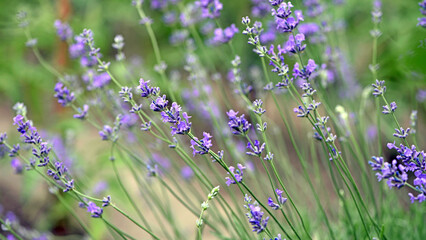 lavender. Green bushes with blue flowers. Lavandula flowering season. Close-up of small purple lavender flowers. The beauty of nature, macro photography. blooming fields. spring or summer © Oleksandr Filatov