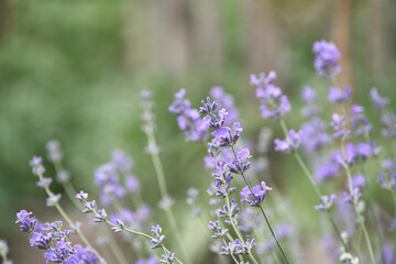 lavender. Green bushes with blue flowers. Lavandula flowering season. Close-up of small purple lavender flowers. The beauty of nature, macro photography. blooming fields. spring or summer © Oleksandr Filatov