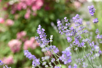 lavender. Green bushes with blue flowers. Lavandula flowering season. Close-up of small purple lavender flowers. The beauty of nature, macro photography. blooming fields. spring or summer © Oleksandr Filatov