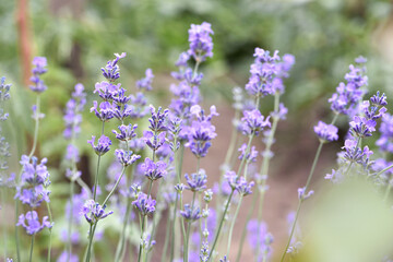 Fototapeta premium lavender. Green bushes with blue flowers. Lavandula flowering season. Close-up of small purple lavender flowers. The beauty of nature, macro photography. blooming fields. spring or summer