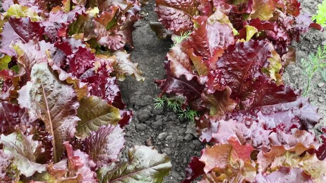 Red lettuce Lollo Rossa on field, top view close-up
