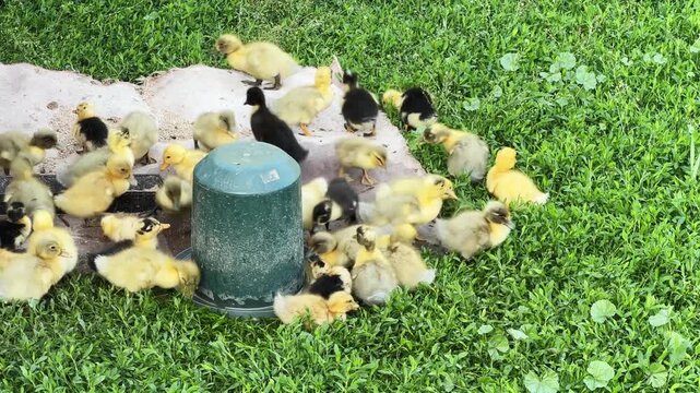 Small domestic ducklings eat and drink on a farm yard