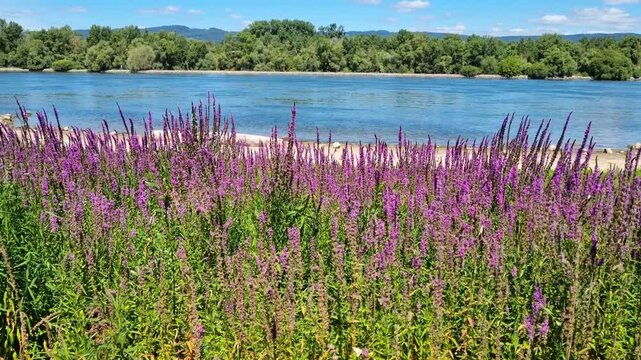 Heidenfahrt, Rhineland-Palatinate, Germany: Purple heather flowers  blooming along Rhine riverside with calm water and green landscape.