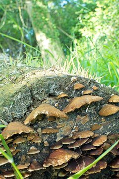 Close-up of brown bracket and shelf fungi growing on a decaying log

Description
A detailed, close-up photograph of numerous brown shelf and bracket fungi, or polypores, growing in layers along a deca