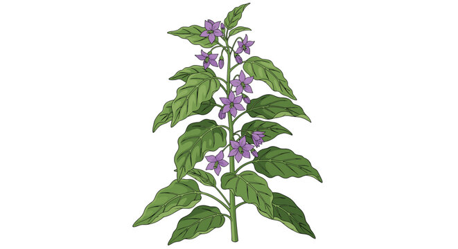 Detailed botanical illustration of a blooming nightshade or eggplant plant with lush green leaves and star-shaped purple flowers.