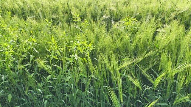 Unripe green wheat with long awns on field backlit