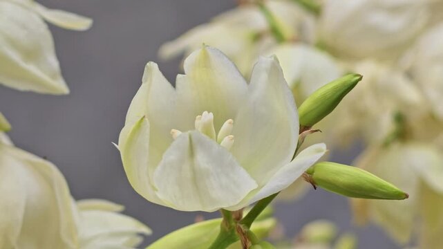 Blooming white yucca flowers with green buds against blurred gray background