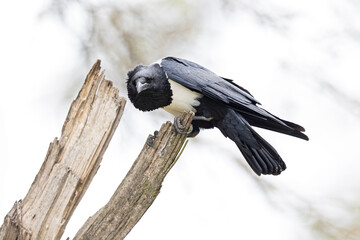 Fototapeta premium An adult pied crow (Corvus albus) perched in a tree.