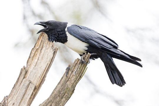 An adult pied crow (Corvus albus) perched in a tree.